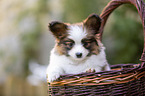 Papillon puppy in the basket