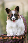 Papillon puppy in the basket