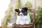 Papillon puppy in the basket