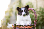 Papillon puppy in the basket