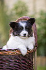 Papillon puppy in the basket