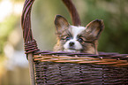 Papillon puppy in the basket