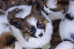 sitting Papillon