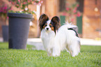 standing Papillon