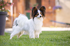 standing Papillon