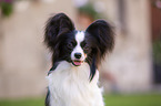 Papillon Portrait