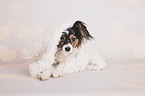 lying Papillon