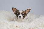 Papillon Puppy