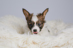 Papillon Puppy