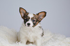 Papillon Puppy