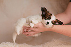 Papillon Puppy