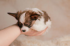 Papillon Puppy