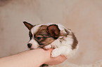 Papillon Puppy