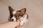 Papillon Puppy