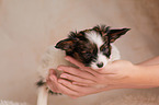 Papillon Puppy