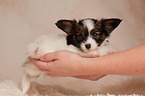 Papillon Puppy