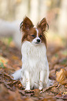 one year old Papillon