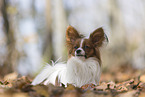 one year old Papillon