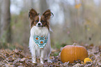 one year old Papillon