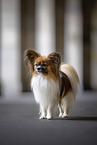 adult Papillon