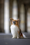 adult Papillon