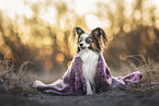 Papillon