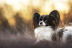 Papillon