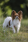 red-and-white Papillon