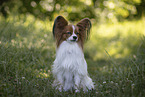 red-and-white Papillon