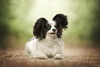 Papillon