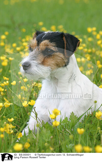 liegender Parson Russell Terrier / lying Parson Russell Terrier / SS-00001