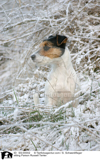 sitting Parson Russell Terrier / SS-00002