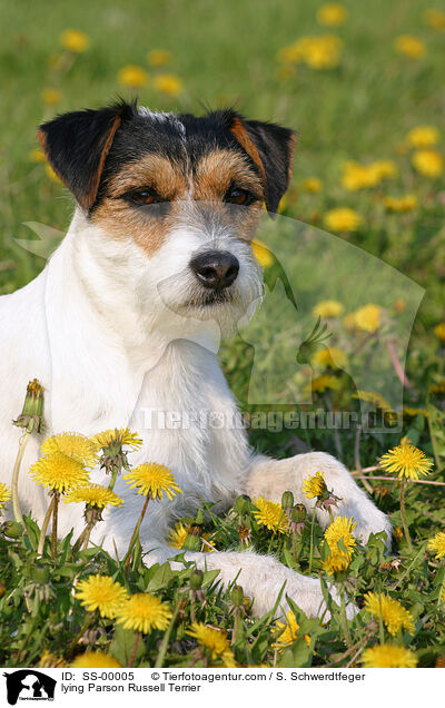 lying Parson Russell Terrier / SS-00005
