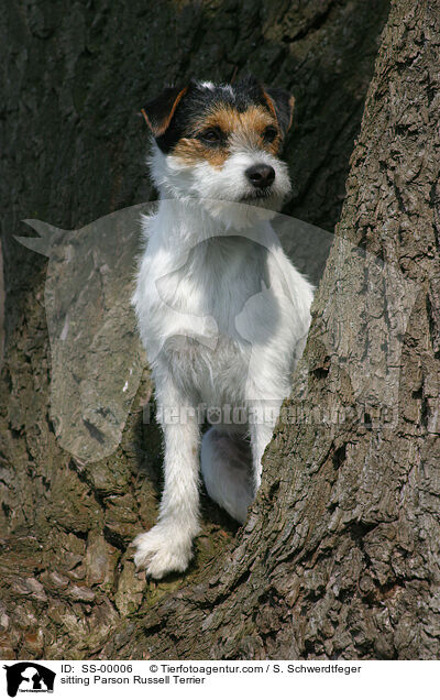 sitting Parson Russell Terrier / SS-00006