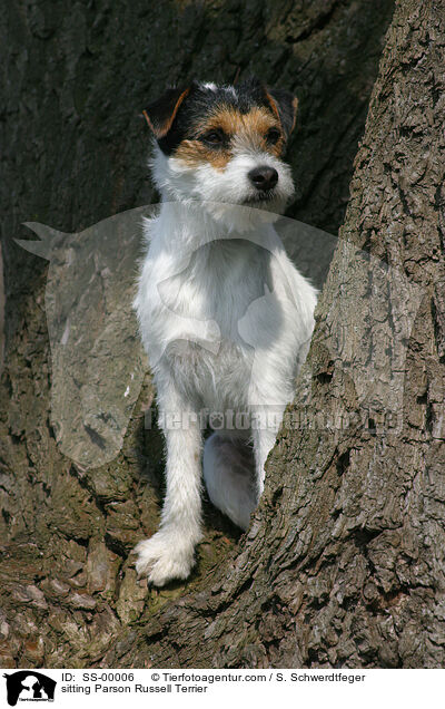 sitzender Parson Russell Terrier / sitting Parson Russell Terrier / SS-00006