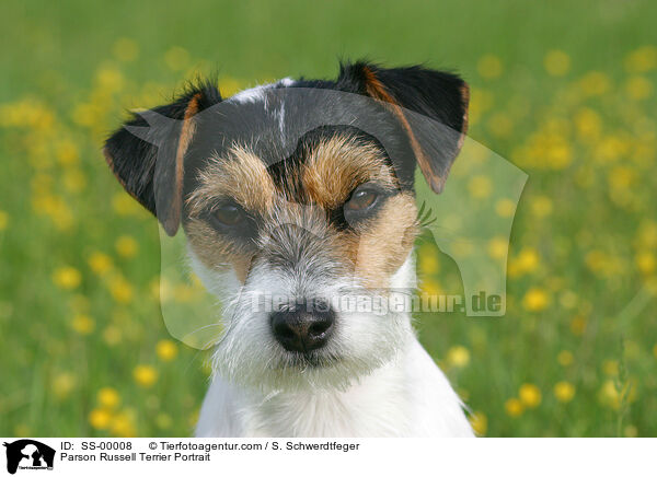 Parson Russell Terrier Portrait / Parson Russell Terrier Portrait / SS-00008