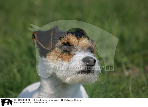 Parson Russell Terrier Portrait / Parson Russell Terrier Portrait / SS-00009