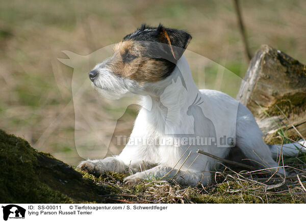 Parson Russell Terrier / lying Parson Russell Terrier / SS-00011