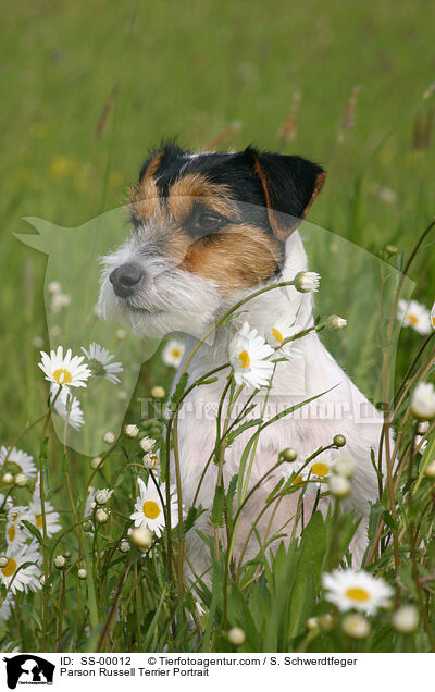 Parson Russell Terrier Portrait / Parson Russell Terrier Portrait / SS-00012