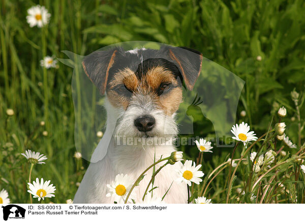 Parson Russell Terrier Portrait / Parson Russell Terrier Portrait / SS-00013