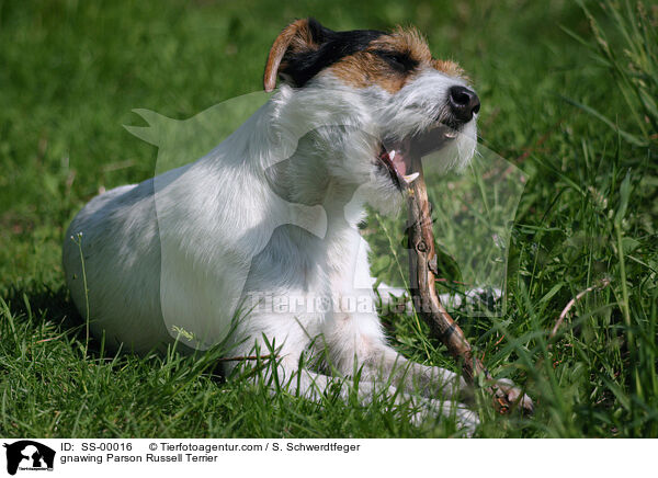 knabbernder Parson Russell Terrier / gnawing Parson Russell Terrier / SS-00016