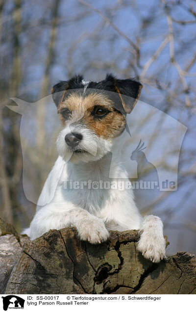 liegender Parson Russell Terrier / lying Parson Russell Terrier / SS-00017