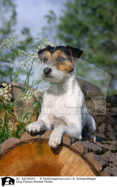 lying Parson Russell Terrier / SS-00041