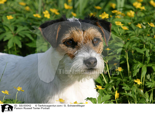 Parson Russell Terrier Portrait / Parson Russell Terrier Portrait / SS-00042