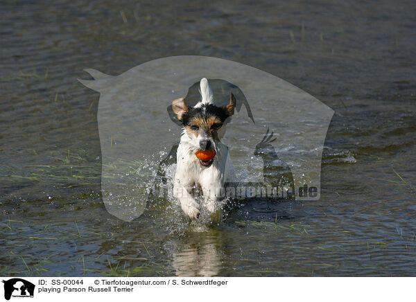 spielender Parson Russell Terrier / playing Parson Russell Terrier / SS-00044
