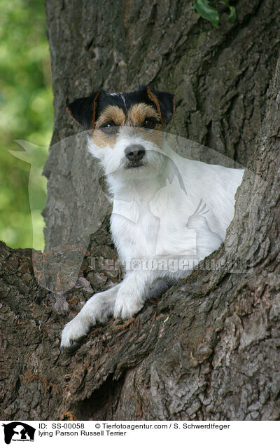 liegender Parson Russell Terrier / lying Parson Russell Terrier / SS-00058