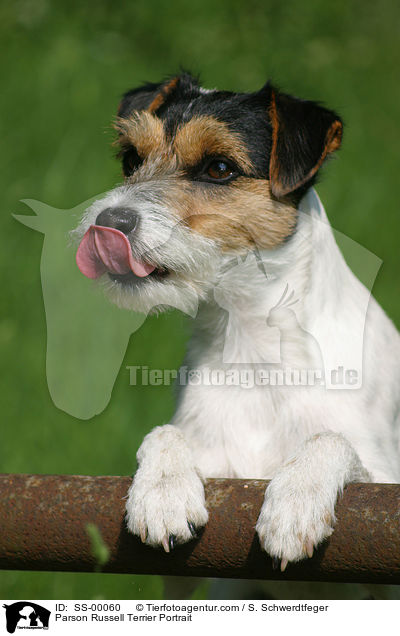 Parson Russell Terrier Portrait / SS-00060