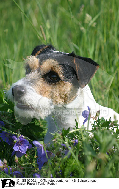 Parson Russell Terrier Portrait / Parson Russell Terrier Portrait / SS-00062