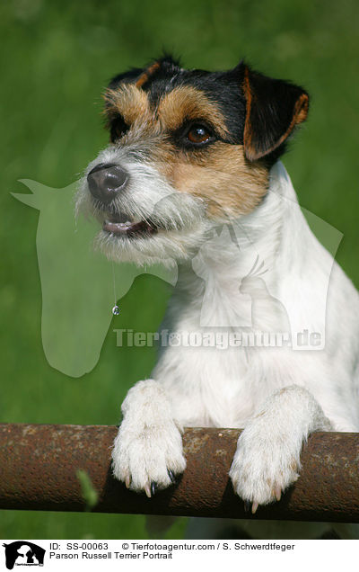 Parson Russell Terrier Portrait / Parson Russell Terrier Portrait / SS-00063