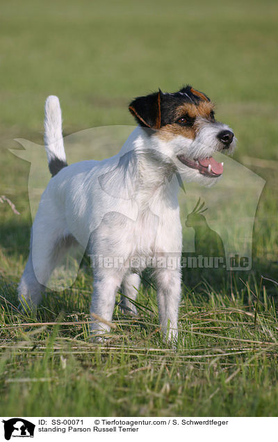 standing Parson Russell Terrier / SS-00071
